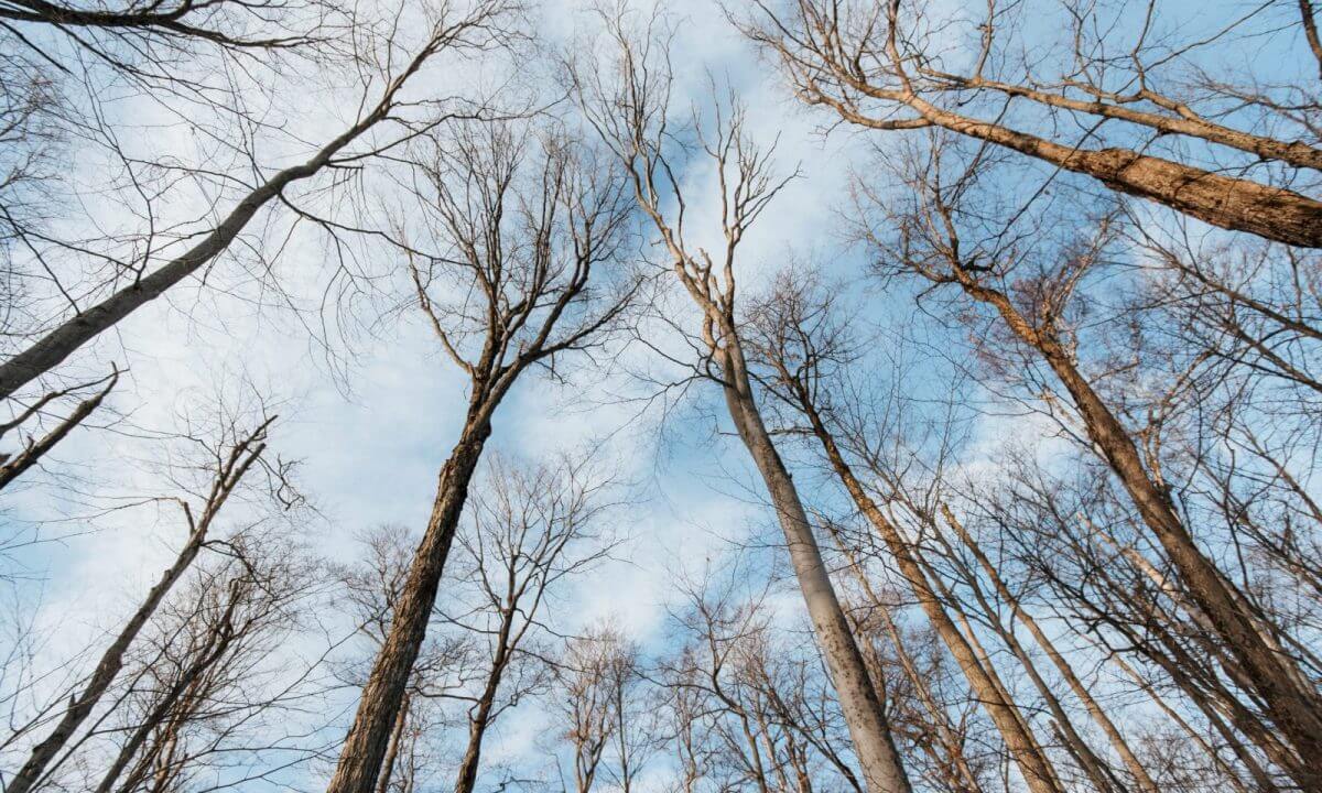 BEECHWOOD